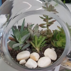 Terrariums