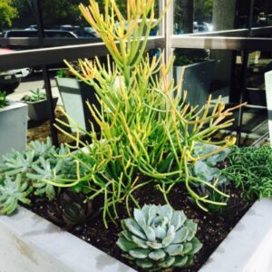 Succulents